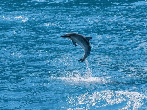 Kauai,,Hawaii,-,Baby,Hawaiian,Spinner,Dolphin,Jumping