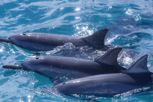 Kauai,,Hawaii,-,3,Hawaiian,Spinner,Dolphins,Taking,A,Breath