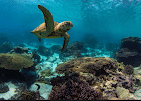 Best TURTLE