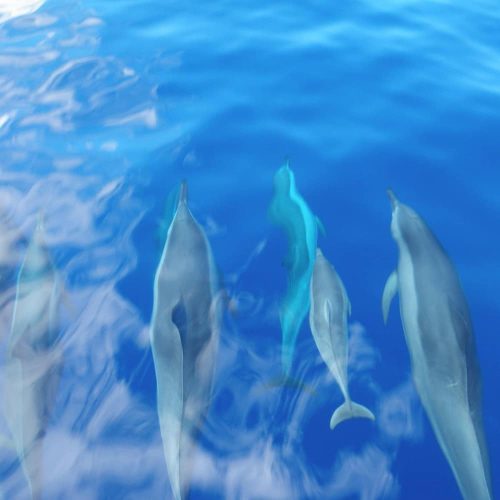 Dolphin Watching Maui