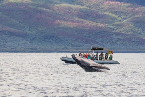 HIOCRWhales