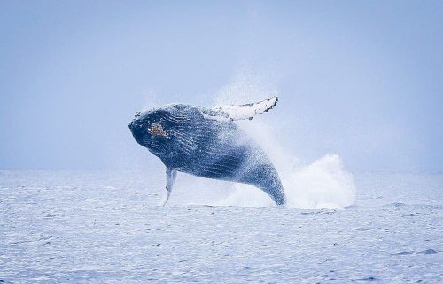 HumpbackwhaleBreach