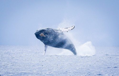 HumpbackwhaleBreach