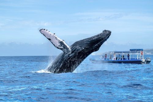 KaiWhales (by Tracy)
