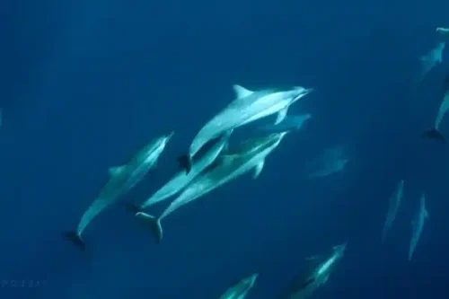 Private-Charter-Humpback-Whale-Watching-Dolphin-Search-image-7-600x400