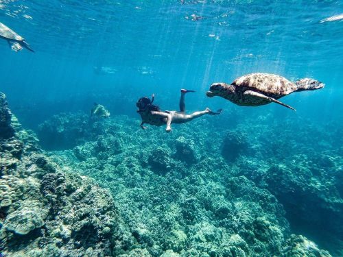 Snorkel with Turtles in Maui (2)