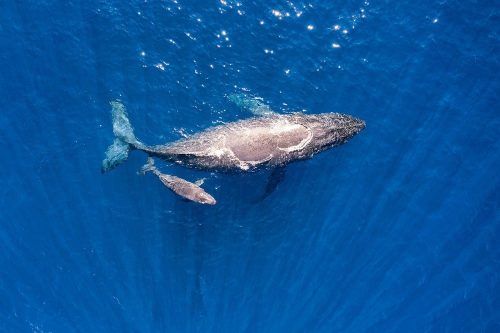 Whale6