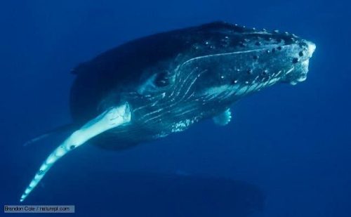 humpback-whale